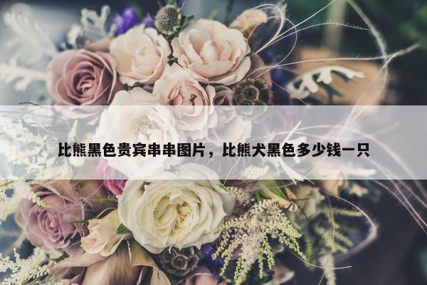 比熊黑色贵宾串串图片，比熊犬黑色多少钱一只
