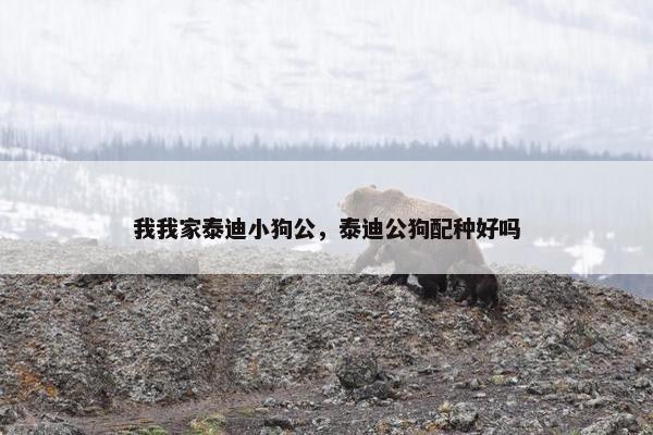 我我家泰迪小狗公，泰迪公狗配种好吗