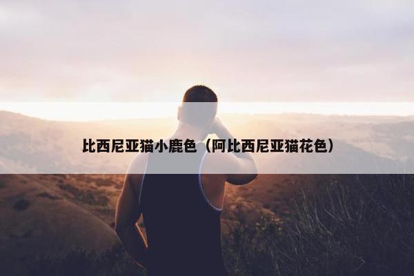 比西尼亚猫小鹿色（阿比西尼亚猫花色）