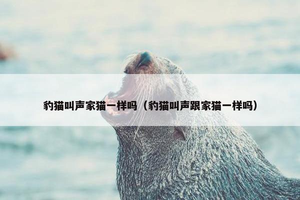 豹猫叫声家猫一样吗（豹猫叫声跟家猫一样吗）