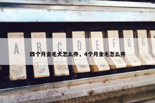 四个月金毛犬怎么养，4个月金毛怎么养