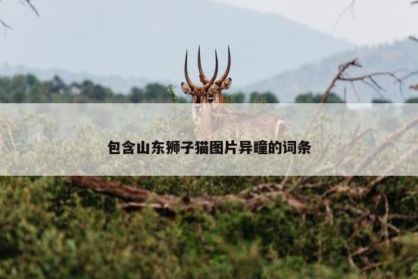 包含山东狮子猫图片异瞳的词条