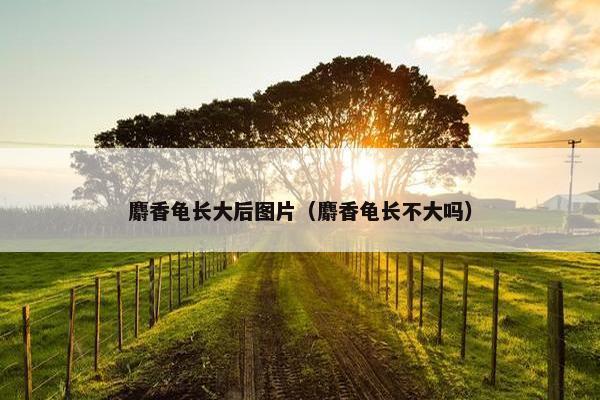 麝香龟长大后图片（麝香龟长不大吗）