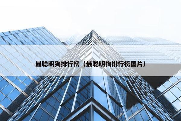 最聪明狗排行榜（最聪明狗排行榜图片）