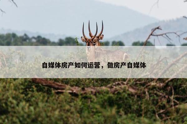 自媒体房产如何运营，做房产自媒体