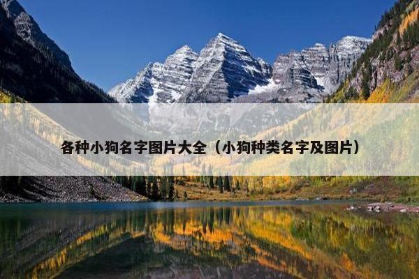 各种小狗名字图片大全（小狗种类名字及图片）