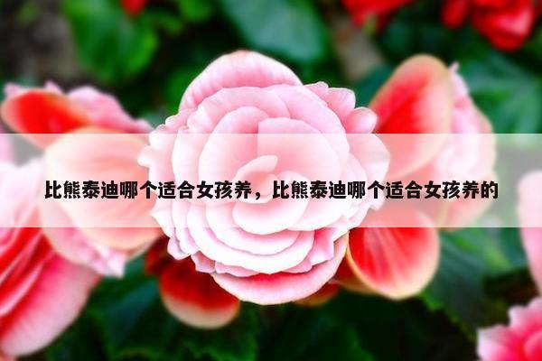 比熊泰迪哪个适合女孩养，比熊泰迪哪个适合女孩养的