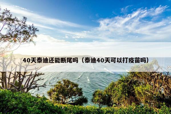 40天泰迪还能断尾吗（泰迪40天可以打疫苗吗）