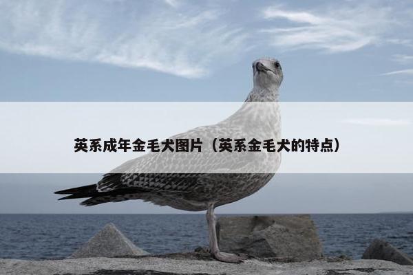 英系成年金毛犬图片（英系金毛犬的特点）