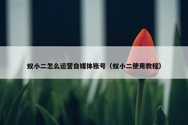 蚁小二怎么运营自媒体账号（蚁小二使用教程）