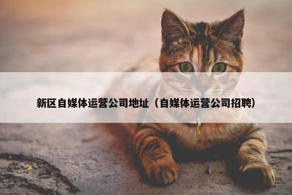 新区自媒体运营公司地址（自媒体运营公司招聘）