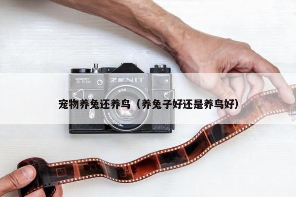 宠物养兔还养鸟（养兔子好还是养鸟好）