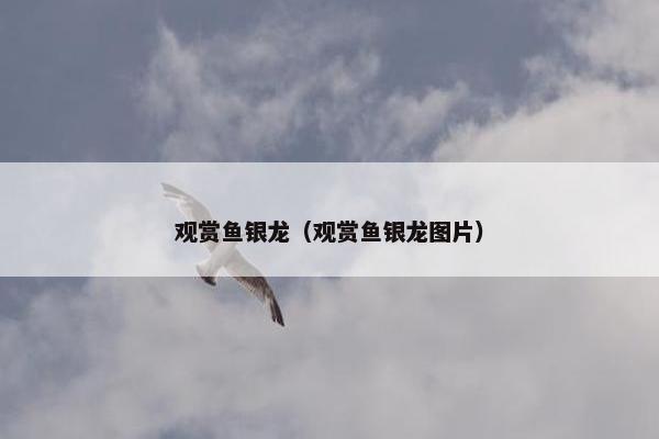 观赏鱼银龙（观赏鱼银龙图片）