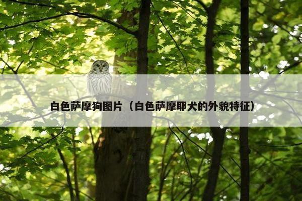 白色萨摩狗图片（白色萨摩耶犬的外貌特征）