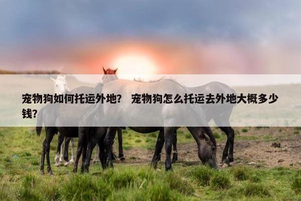 宠物狗如何托运外地？ 宠物狗怎么托运去外地大概多少钱？
