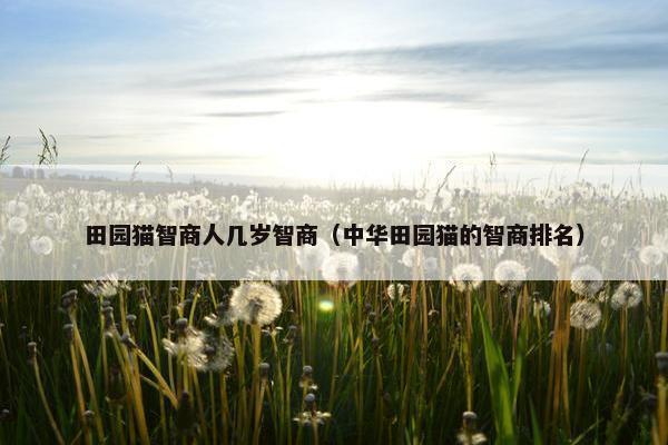 田园猫智商人几岁智商（中华田园猫的智商排名）