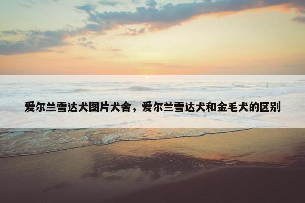 爱尔兰雪达犬图片犬舍，爱尔兰雪达犬和金毛犬的区别
