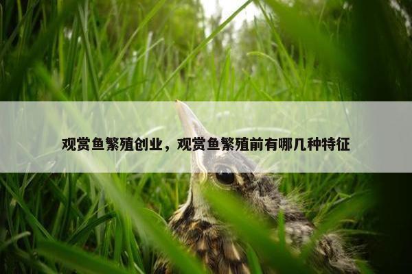 观赏鱼繁殖创业，观赏鱼繁殖前有哪几种特征