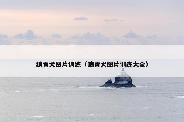 狼青犬图片训练（狼青犬图片训练大全）