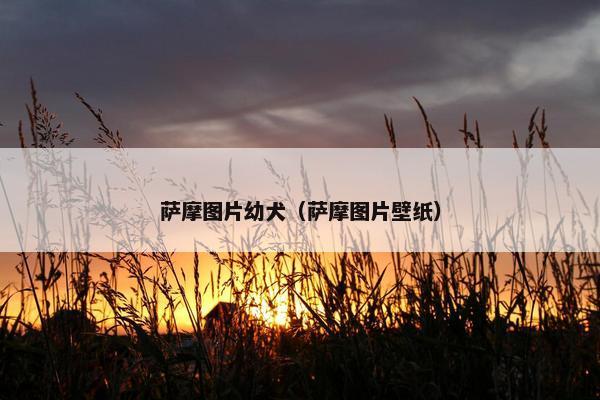 萨摩图片幼犬（萨摩图片壁纸）