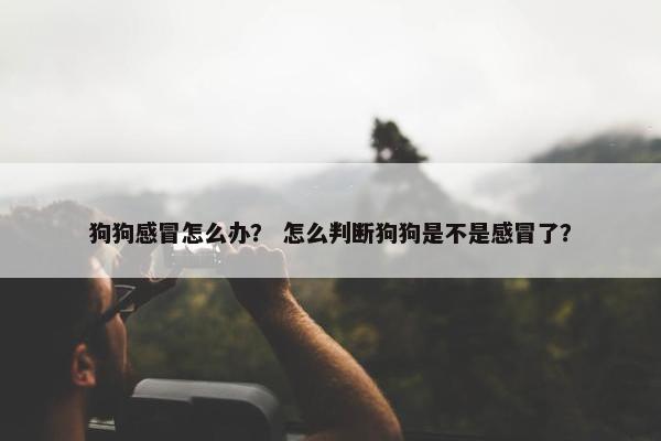 狗狗感冒怎么办？ 怎么判断狗狗是不是感冒了？