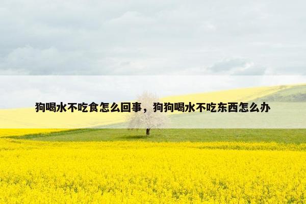 狗喝水不吃食怎么回事，狗狗喝水不吃东西怎么办