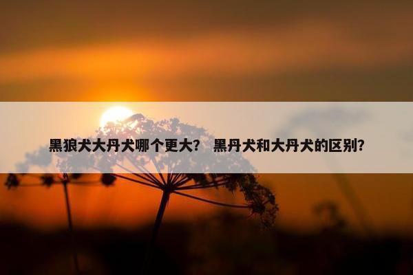 黑狼犬大丹犬哪个更大？ 黑丹犬和大丹犬的区别？