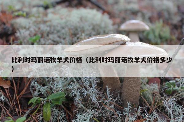 比利时玛丽诺牧羊犬价格（比利时玛丽诺牧羊犬价格多少）