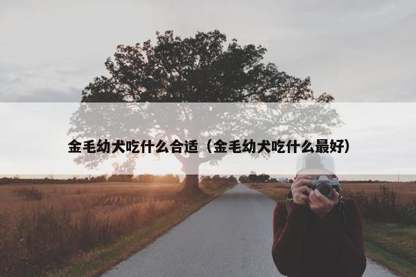 金毛幼犬吃什么合适（金毛幼犬吃什么最好）