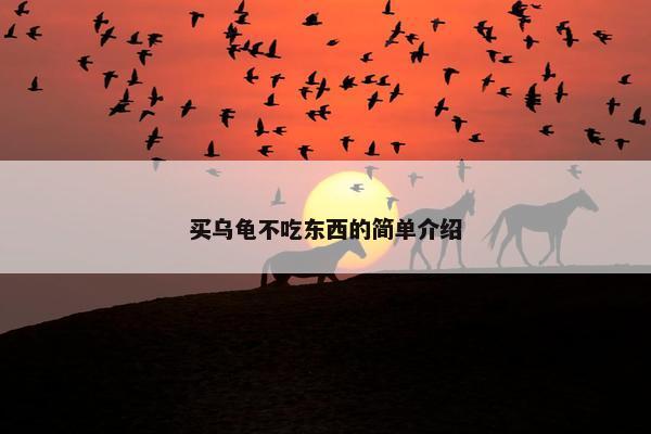买乌龟不吃东西的简单介绍