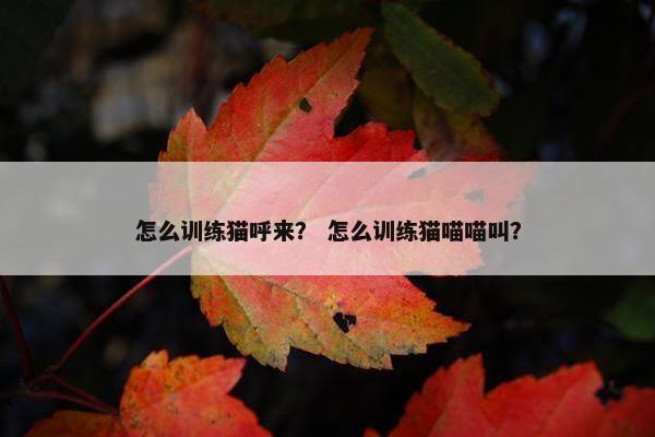 怎么训练猫呼来？ 怎么训练猫喵喵叫？