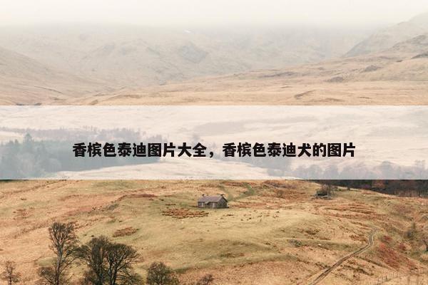 香槟色泰迪图片大全，香槟色泰迪犬的图片