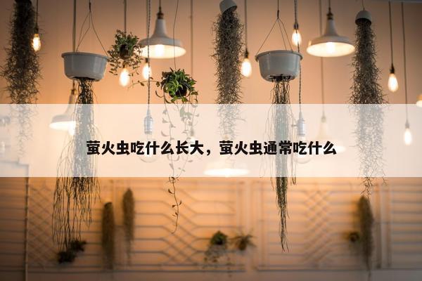 萤火虫吃什么长大，萤火虫通常吃什么