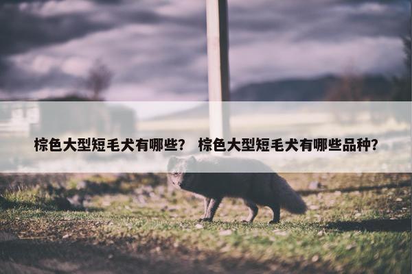 棕色大型短毛犬有哪些？ 棕色大型短毛犬有哪些品种？
