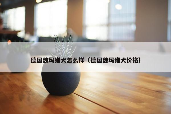 德国魏玛猎犬怎么样（德国魏玛猎犬价格）