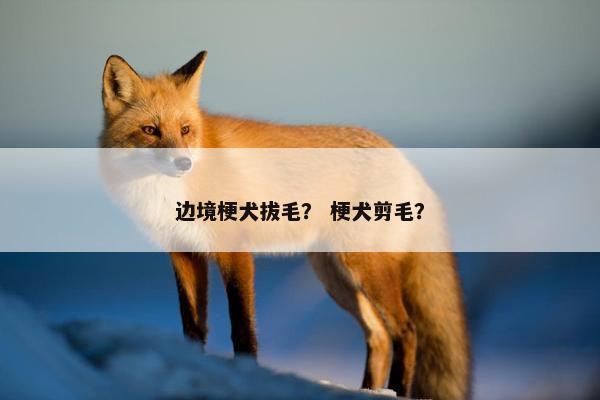 边境梗犬拔毛？ 梗犬剪毛？