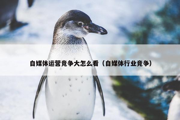 自媒体运营竞争大怎么看（自媒体行业竞争）