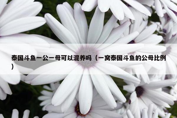 泰国斗鱼一公一母可以混养吗（一窝泰国斗鱼的公母比例）