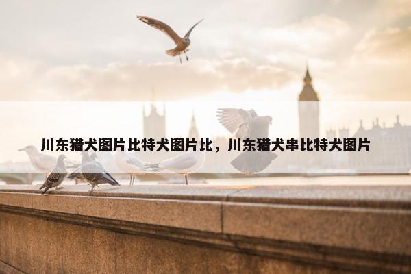 川东猎犬图片比特犬图片比，川东猎犬串比特犬图片