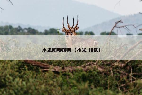 小米网赚项目（小米 赚钱）