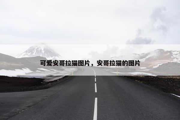 可爱安哥拉猫图片，安哥拉猫的图片