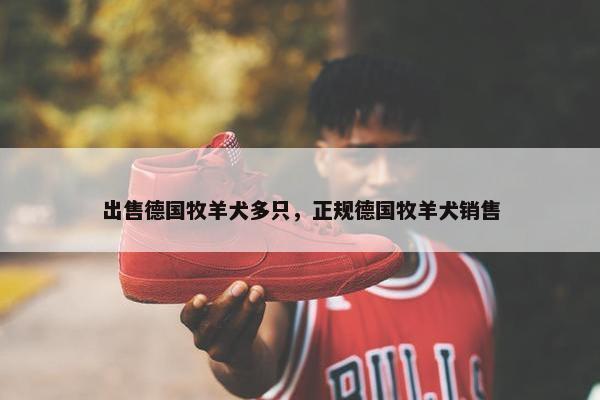 出售德国牧羊犬多只，正规德国牧羊犬销售