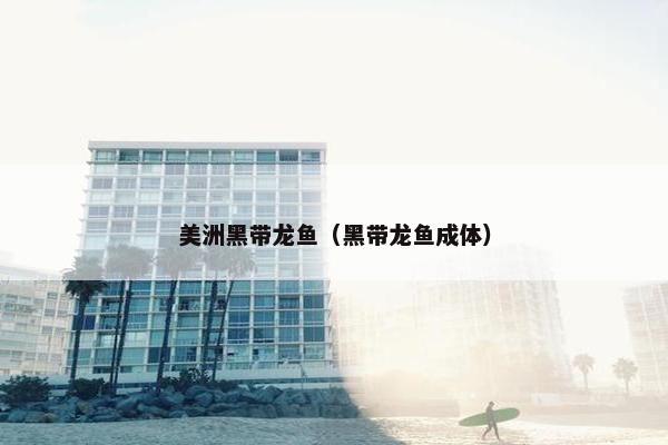 美洲黑带龙鱼（黑带龙鱼成体）