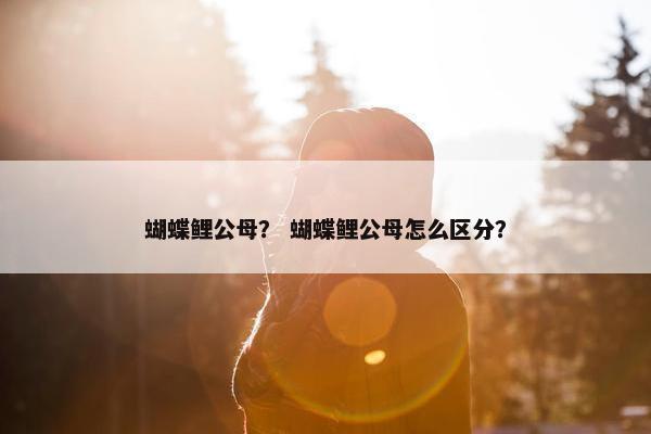 蝴蝶鲤公母？ 蝴蝶鲤公母怎么区分？