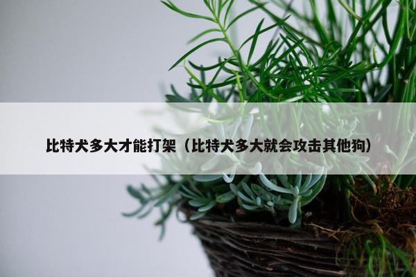 比特犬多大才能打架（比特犬多大就会攻击其他狗）
