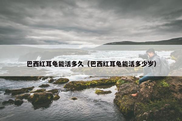 巴西红耳龟能活多久（巴西红耳龟能活多少岁）