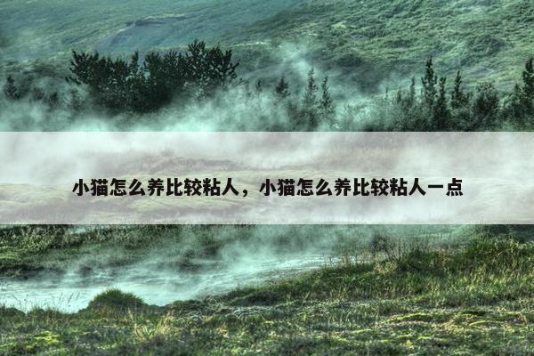 小猫怎么养比较粘人，小猫怎么养比较粘人一点