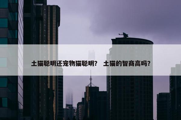 土猫聪明还宠物猫聪明？ 土猫的智商高吗？