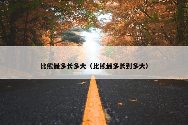 比熊最多长多大（比熊最多长到多大）