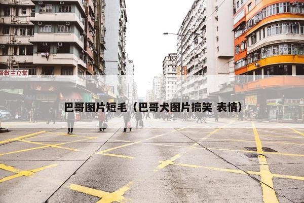 巴哥图片短毛（巴哥犬图片搞笑 表情）